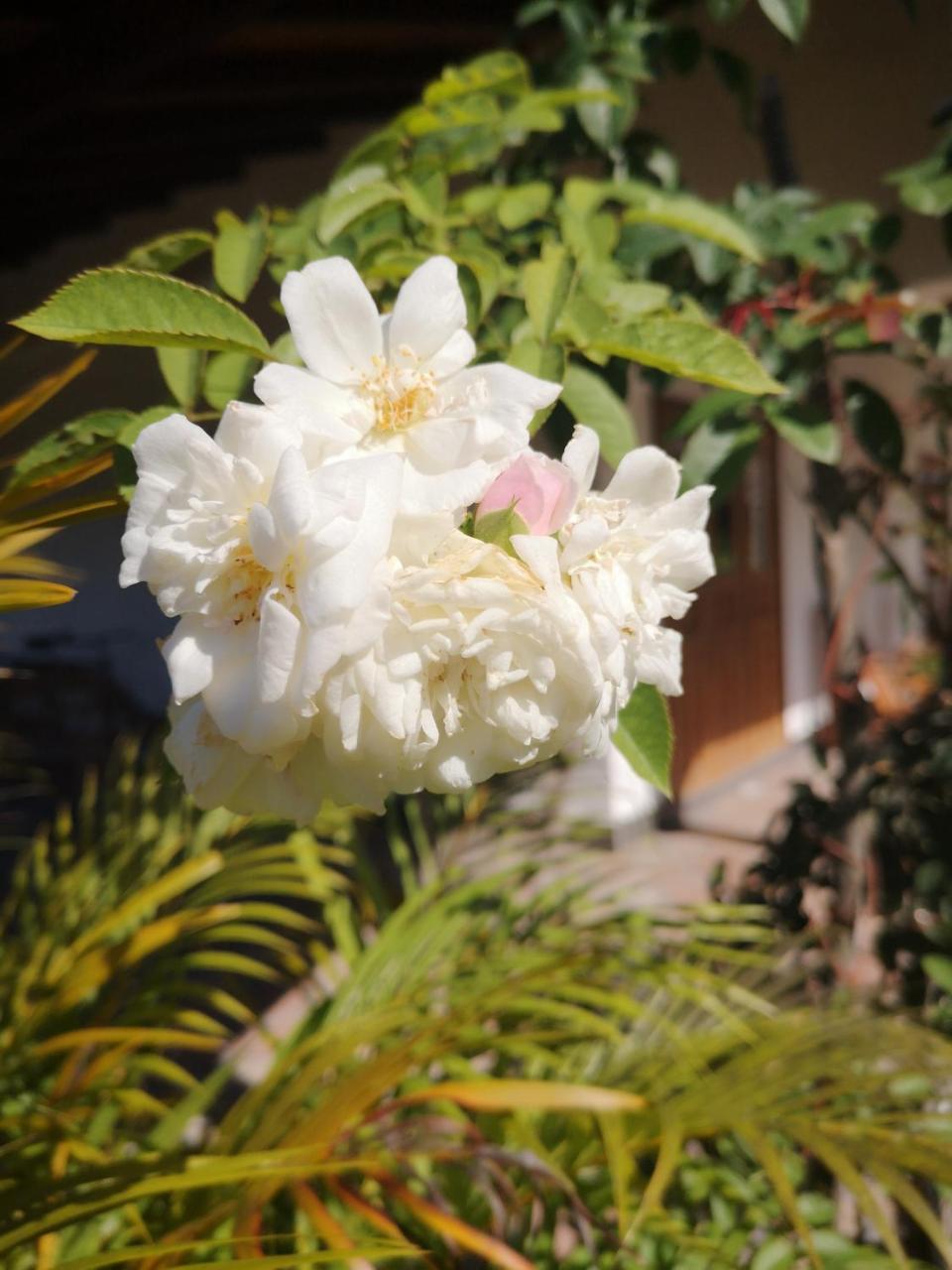 Belle Amie Self Catering Hotel Đảo Đảo La Digue Ngoại thất bức ảnh